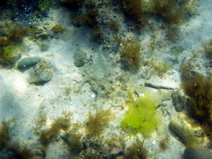 Stigmatopora nigra