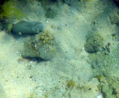 Stigmatopora nigra