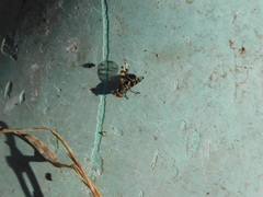 Ceroxys hortulana