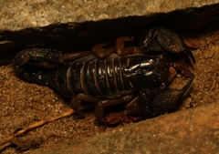 Heterometrus