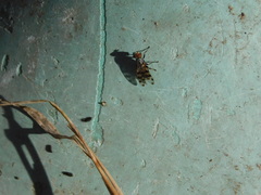 Ceroxys hortulana