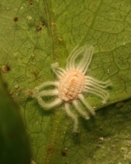 Icerya aegyptiaca
