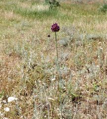 Allium atroviolaceum