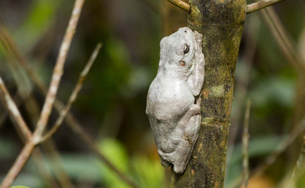 Ocellated Treefrog