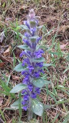 Ajuga multiflora