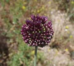 Allium atroviolaceum