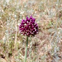 Allium atroviolaceum