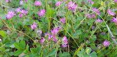 Trifolium resupinatum