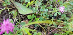 Trifolium resupinatum