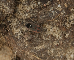 Aspilocoryphus mendicus mendicus