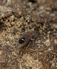 Aspilocoryphus mendicus mendicus