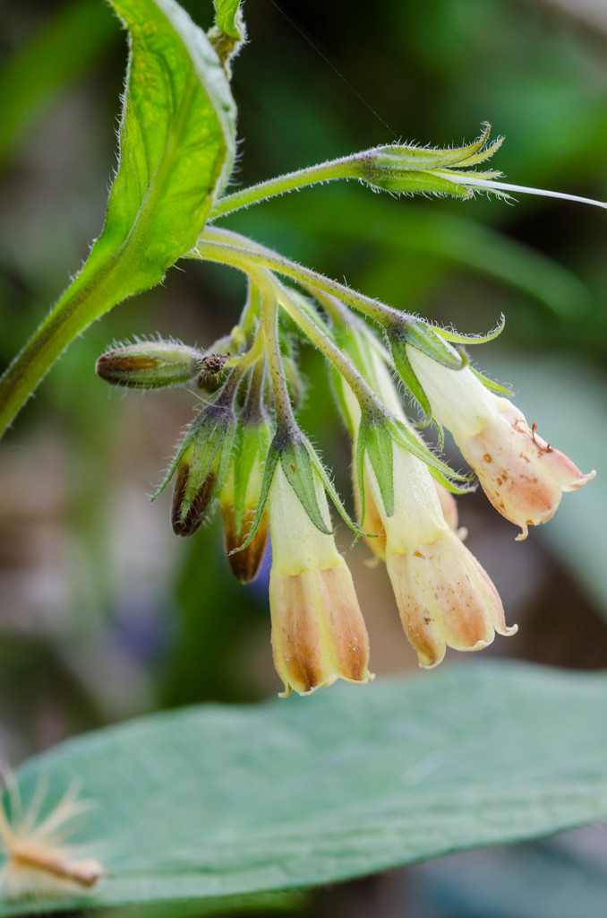 Symphytum tuberosum — a medium houseplant, prefers full sun light