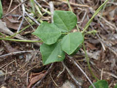 Rhynchosia caribaea