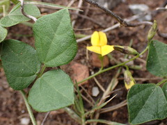 Rhynchosia caribaea