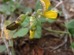 Rhynchosia caribaea