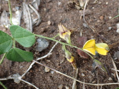 Rhynchosia caribaea