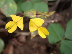 Rhynchosia caribaea