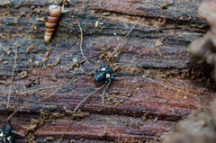 Paranemastoma quadripunctatum