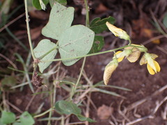 Rhynchosia caribaea