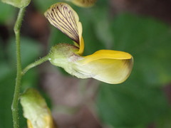 Rhynchosia caribaea