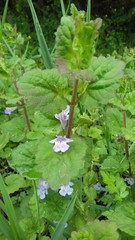 Glechoma longituba