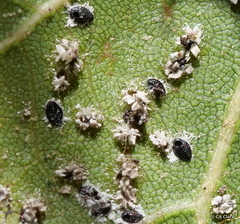 Tetraleurodes perileuca