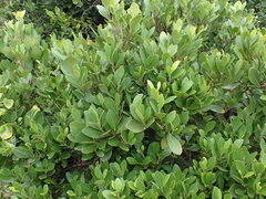 Pterocelastrus tricuspidatus