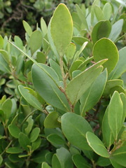 Pterocelastrus tricuspidatus