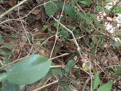 Dendrelaphis chairecacos