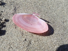 Gari lineolata