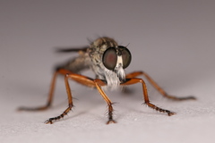 Neomochtherus pallipes