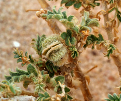 Tribulus macropterus