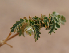 Tribulus macropterus