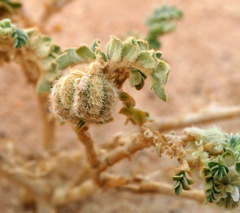 Tribulus macropterus