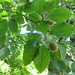 European Beech - Photo (c) Kagor, some rights reserved (CC BY-SA)