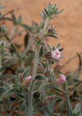 Convolvulus spicatus