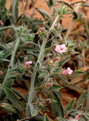 Convolvulus spicatus