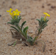 Arnebia hispidissima