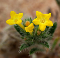 Arnebia hispidissima