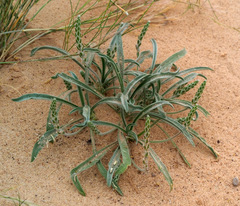 Plantago cylindrica
