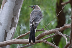 Strepera versicolor versicolor