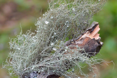 Usnea florida