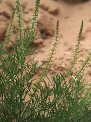 Reseda stenostachya