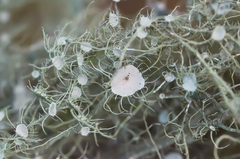 Usnea florida