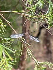 Leptotarsus hilli