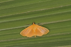 Phaedropsis
