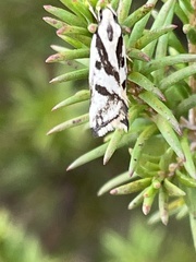 Epithymema incomposita