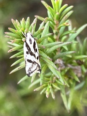 Epithymema incomposita