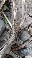 Macrostemum radiatum