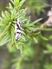 Epithymema incomposita